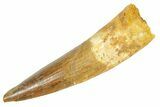 Fossil Spinosaurus Tooth - Real Dinosaur Tooth #363072-1